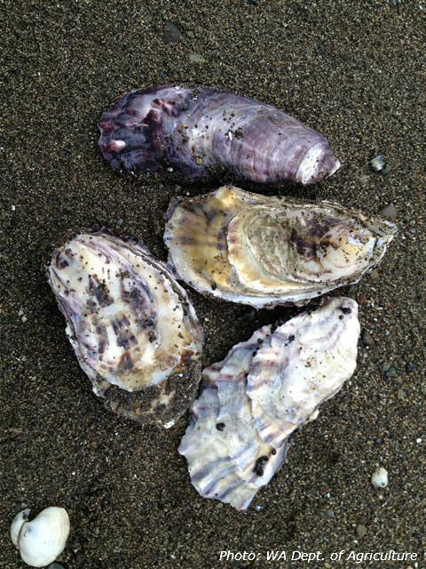 shellfish, shells, oysters
