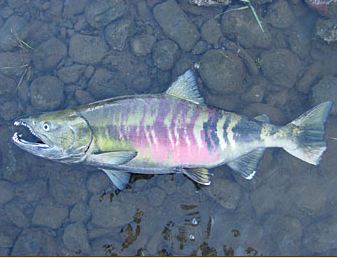 chum salmon