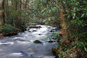 creek, water, nature, forest, environment, fish