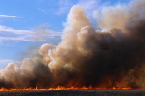 Wildfire Burning Field