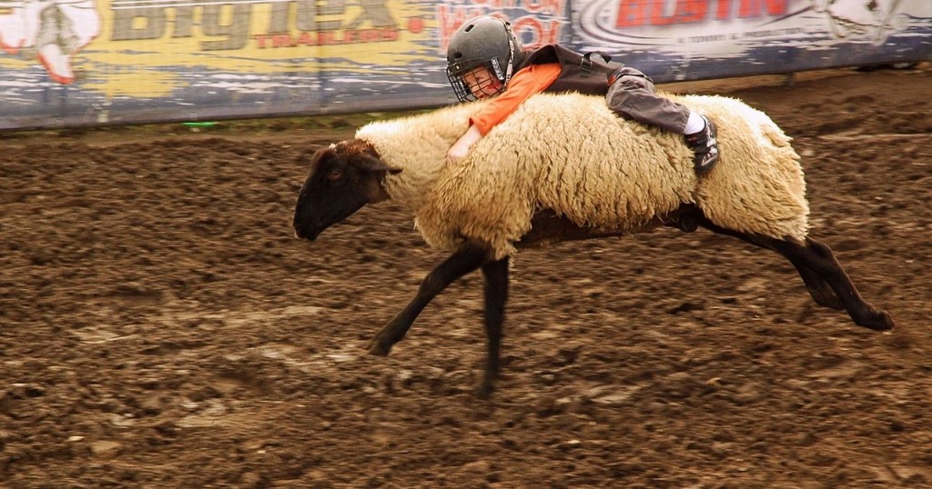 Sheep riding at the Puyallup Fair