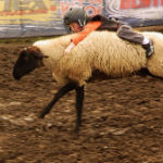 sheep riding, county fair