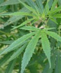 marijuana, pot