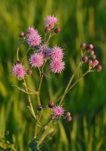 flower, By Ivar Leidus via Wikimedia Commons