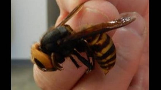 Asian giant wasp