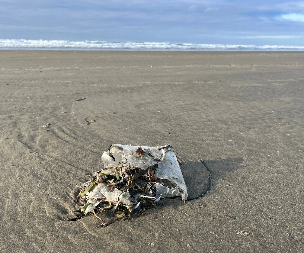 This decaying plastic litter on the beach at Newport, Oregon, is on its way to becoming microplastic pollution.