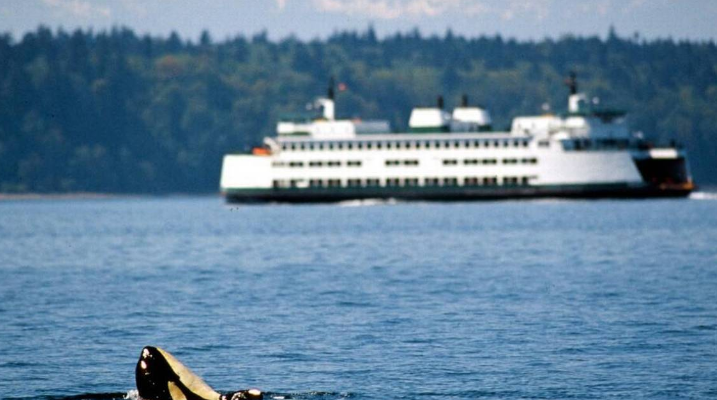 Washington’s ferry system would receive major funding under both chambers’ transportation budget proposals. Funding not only includes procurement of new ferries and electrifying the current fleet, but also includes funding to help retain ferry system employees