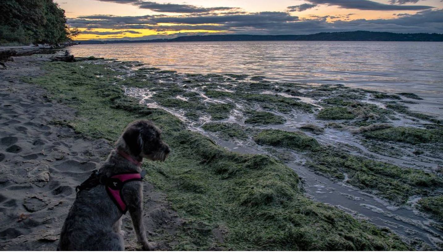 You can visit Washington State Parks for free Jan. 1, including Dash Point State Park pictured here.