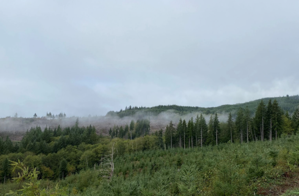 The Washington Department of Natural Resources is purchasing 9,000 acres of forestlands in southwest Washington, the largest state land purchase in more than a decade.