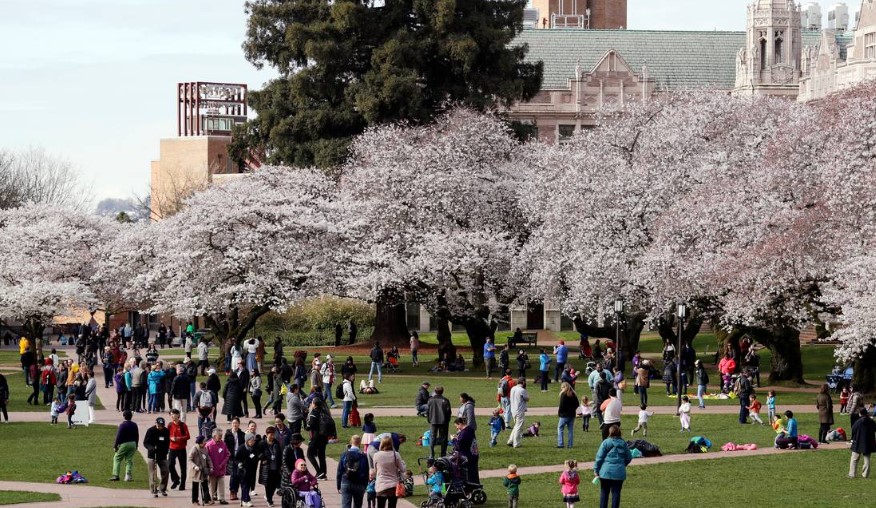 People walk past cherry blossoms overhead on the first day of spring on the campus of the University of Washington Tuesday, March 20, 2018, in Seattle. ELAINE THOMPSON AP Photo