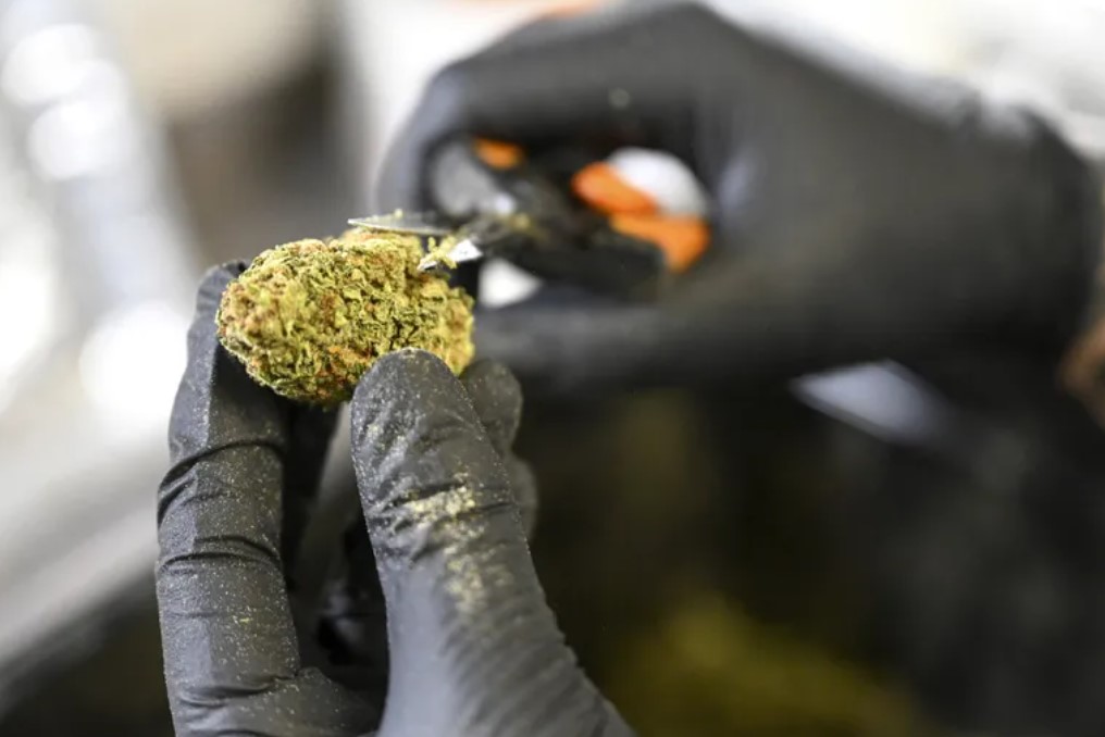 A worker trims a marijuana bud at Canna Provisions in Sheffield, Mass., in 2022. Washingtonians with a medical cannabis card can now get a break from the nation’s highest tax on the drug. (Cindy Schultz / The New York Times)