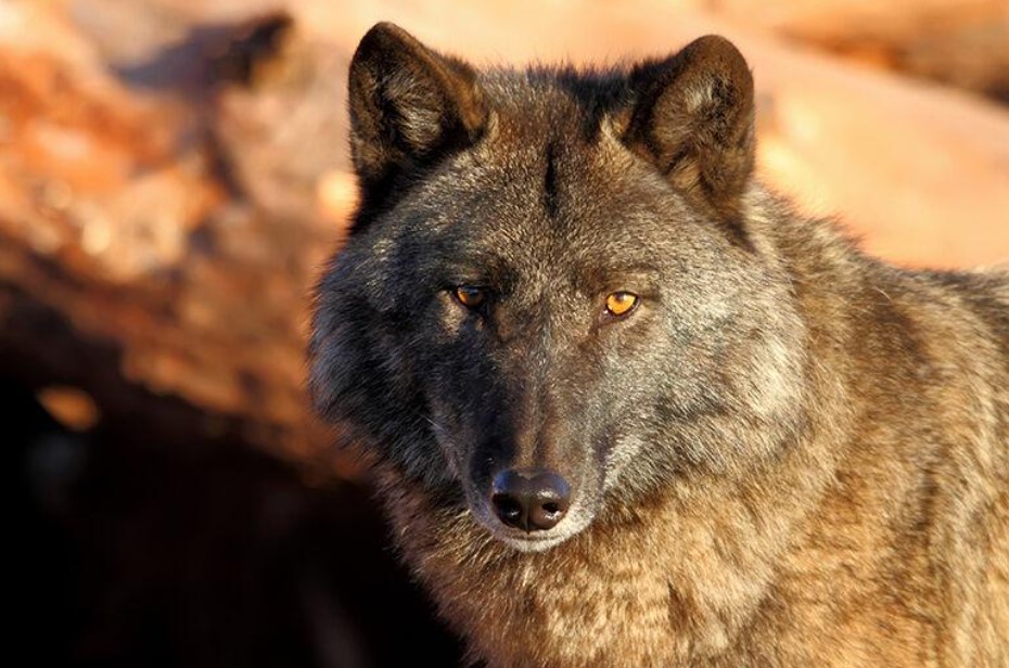 The Washington Fish and Wildlife Commission voted 5-4 on July 19 to keep wolves on the state endangered species list. State biologists said wolves no longer qualified to be on the list.