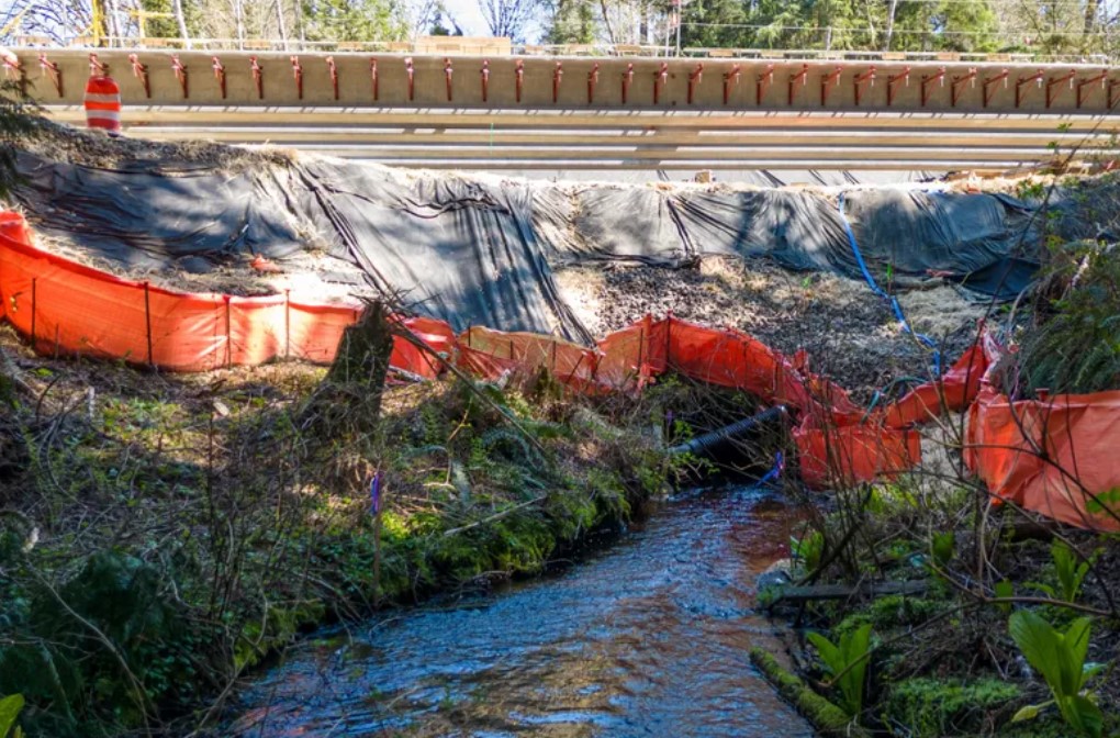 Washington spent $13 million to restore Murden Creek where it runs under Highway 305 on Bainbridge Island, but just downstream is a city-owned culvert that partially blocks salmon. (Kevin Clark / The Seattle Times)