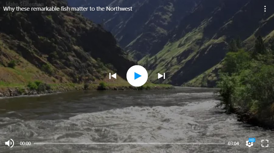 For hundreds of thousands of years, wild ocean salmon have been coming to the Pacific Northwest. Now, their existence is under threat, along with the communities they support. BY ALI RIZVI AND SOHAIL AL-JAMEA