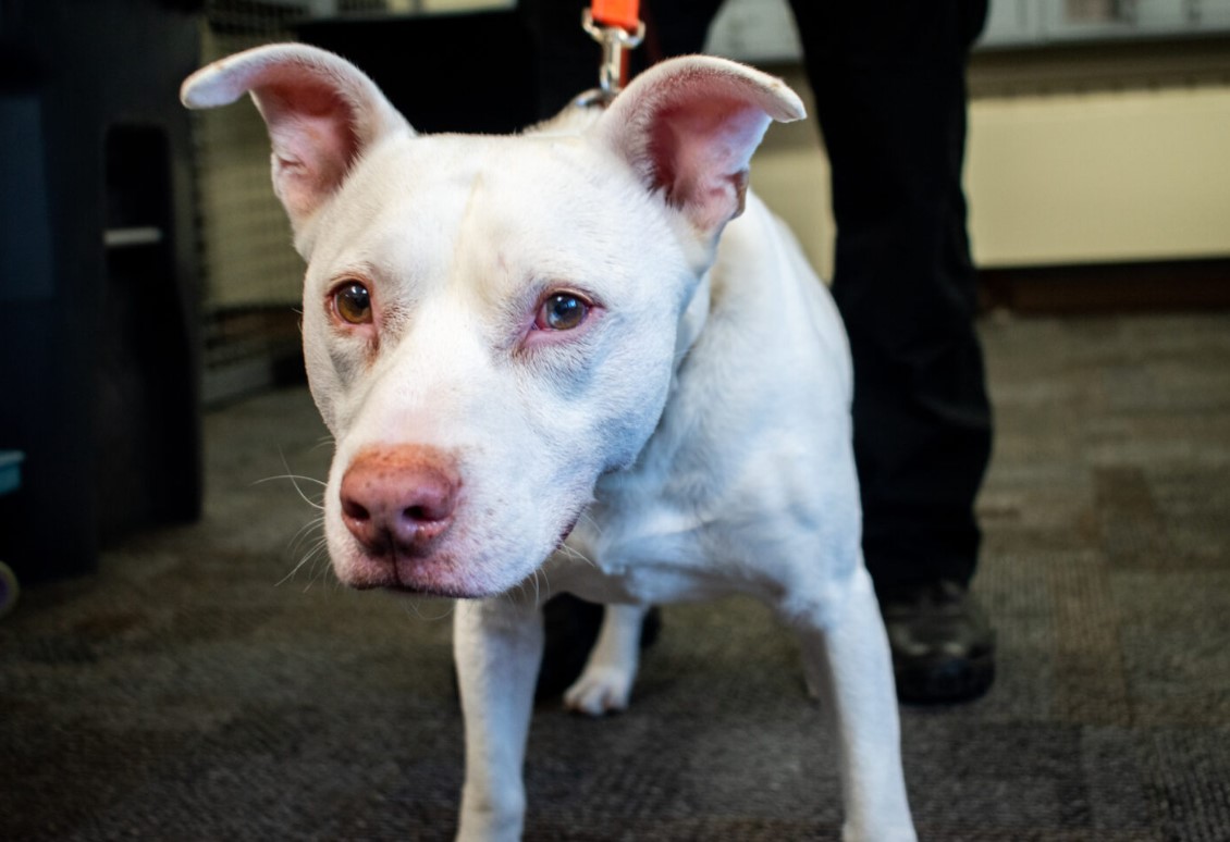 Ghost, a Department of Corrections K-9, watches visitors come in to Washington Corrections Center in Shelton, Wash. (Grace Deng/Washington State Standard)