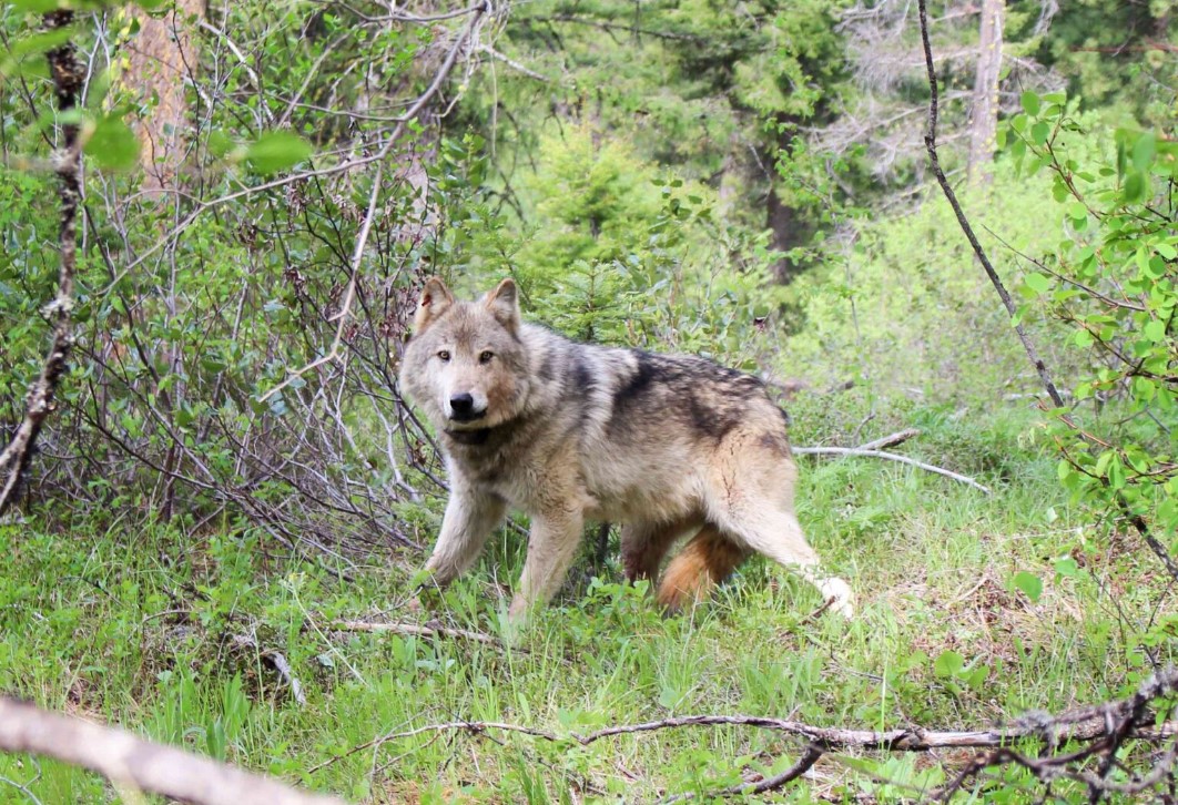 A gray wolf. (Washington Department of Fish & Wildlife)