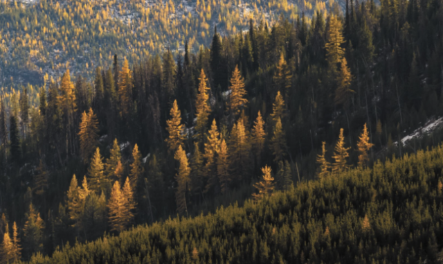 Picture of Washington evergreen forest.