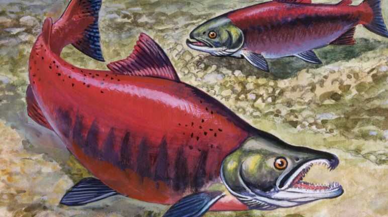 Sockeye, or red, salmon. Photo: DeAgostini/Getty Images