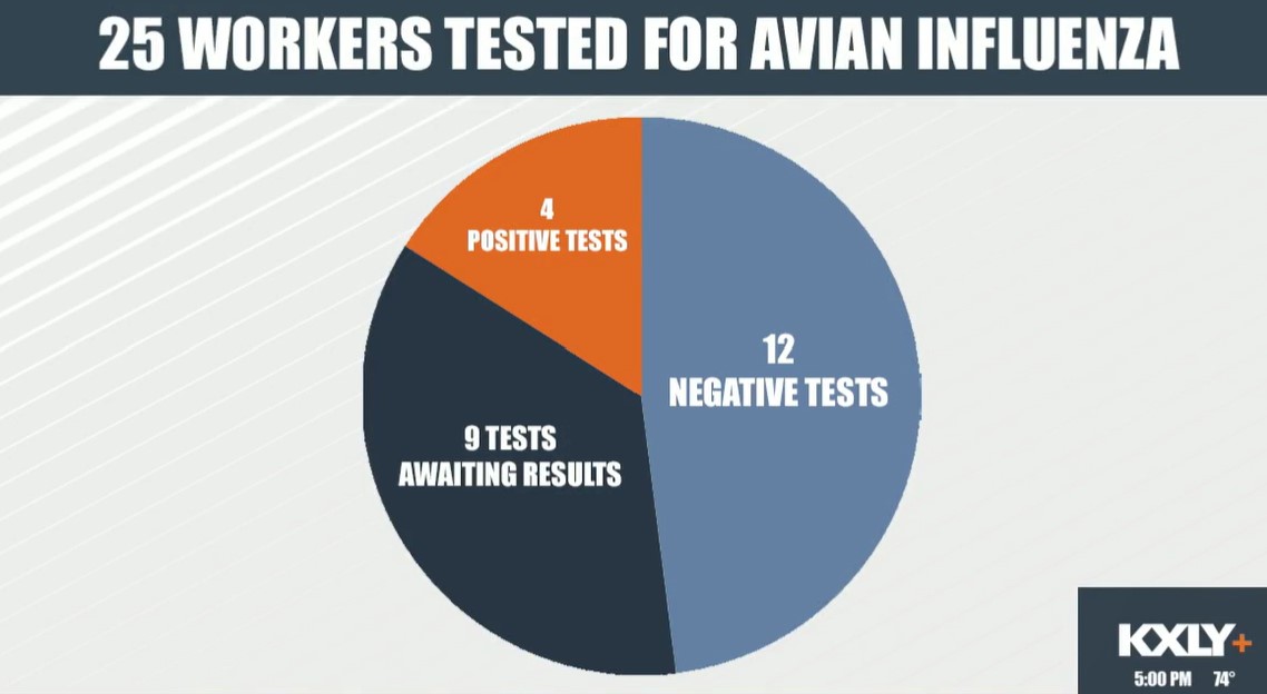 Pie chart showing the number of workers tested for avian influenza, screenshot from a video.