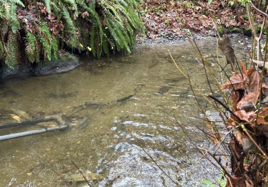 Chum Salmon swim upstream as part of a salmon run at Carkeek Park.