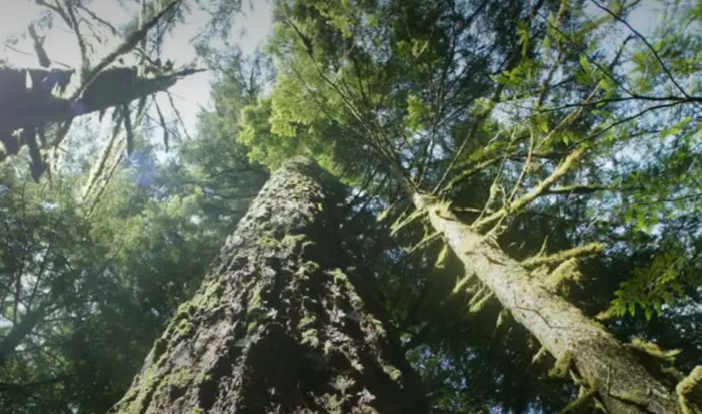 Old-growth Douglas fir trees stand along the Salmon River Trail, June 25, 2004, in Mt. Hood National Forest outside Zigzag, Ore. (AP Photo/Rick Bowmer, File)