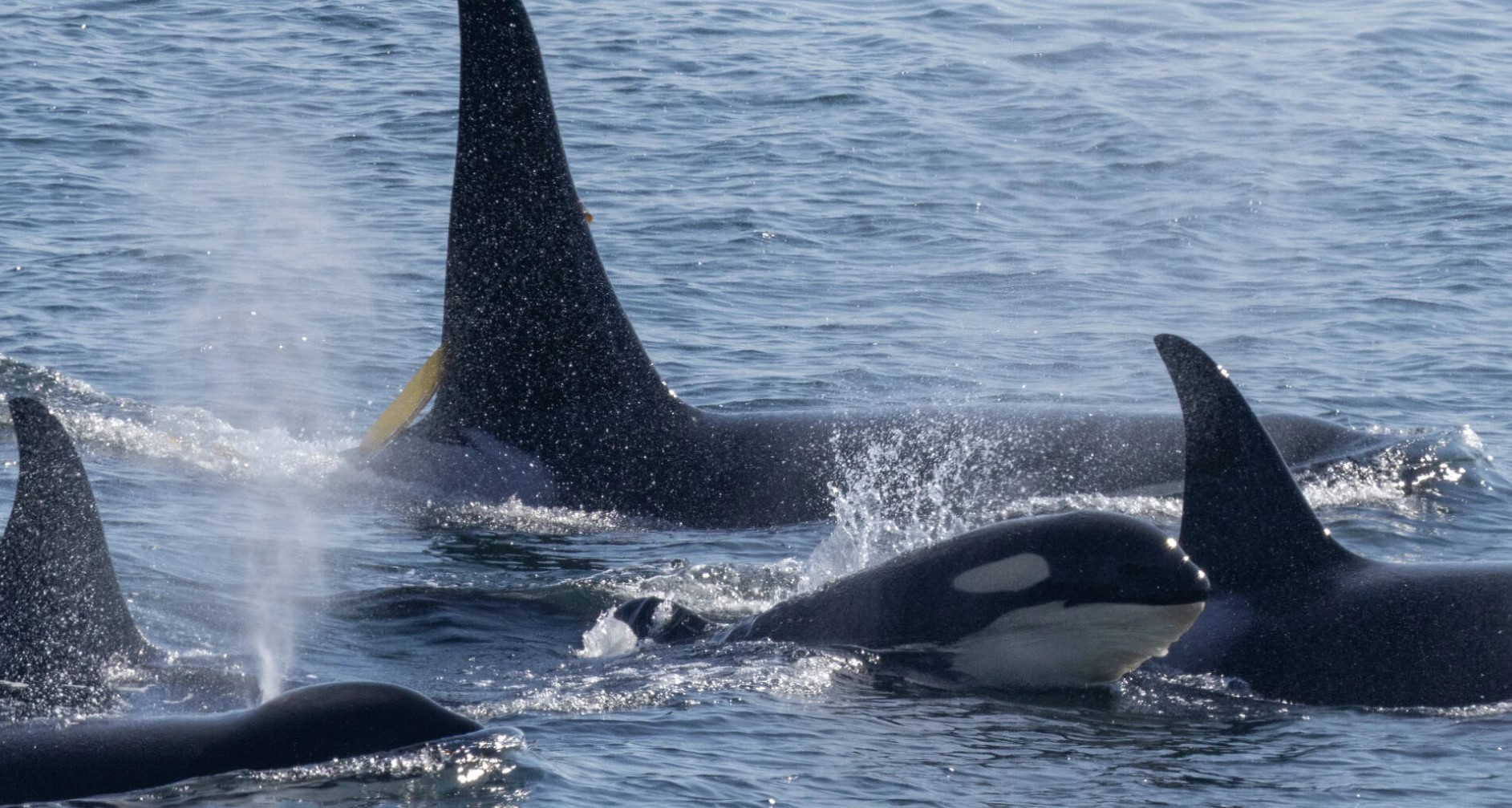  Southern Resident killer whales travel together in this photo from the Washington Department of Fish and Wildlife. (Dante Aubert photo) 