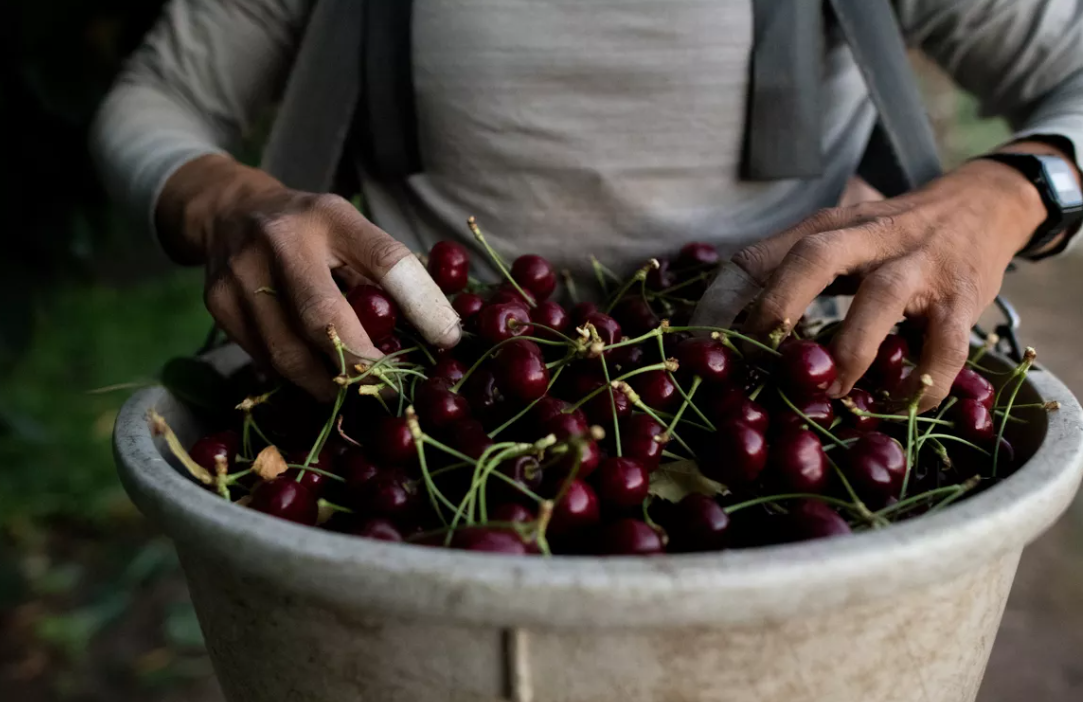 A worker holds the first of five bins of cherries he picked on Aug. 2, 2018, at an orchard in Wenatchee. Some agriculture officials are worried that a federal mass deportation plan could result in worker shortages and food inflation. (Tyler Tjomsland/The Spokesman-Review)