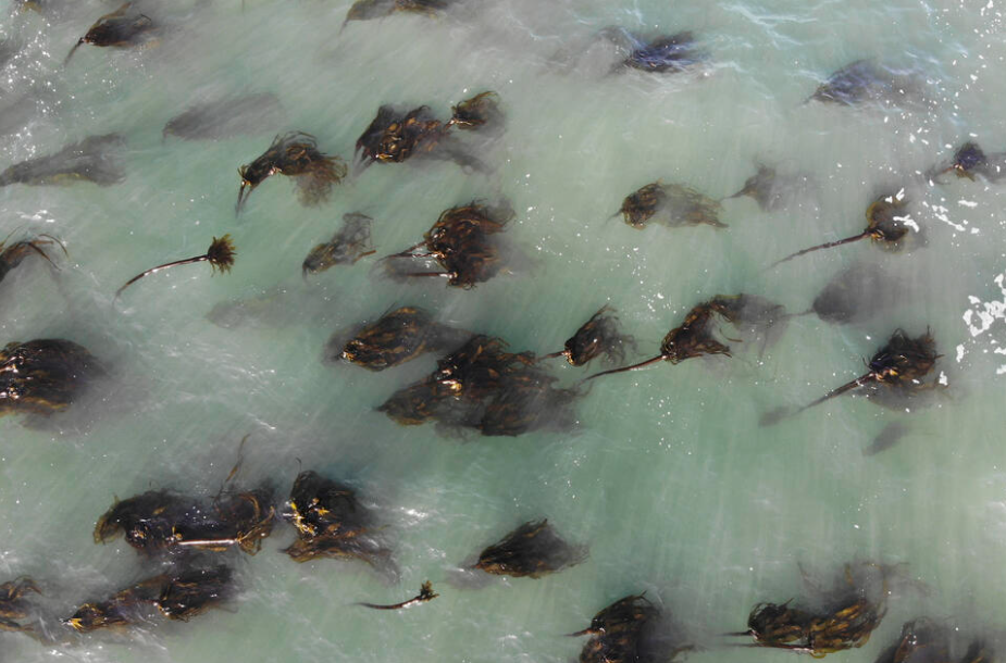 An aerial view of a bull kelp forest near Elk, California, in 2019. “Bull kelp forests support a variety of species,” says Rebecca Hansen of the University of British Columbia, “which are not only intrinsically beautiful but also serve as traditional food sources for the First Nations and tribal communities who have lived here for generations.” (AP Photo/Terry Chea)