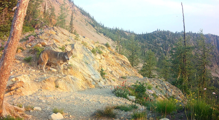 A gray wolf is caught on a game camera in north central Washington in August. Photo courtesy of WDFW.