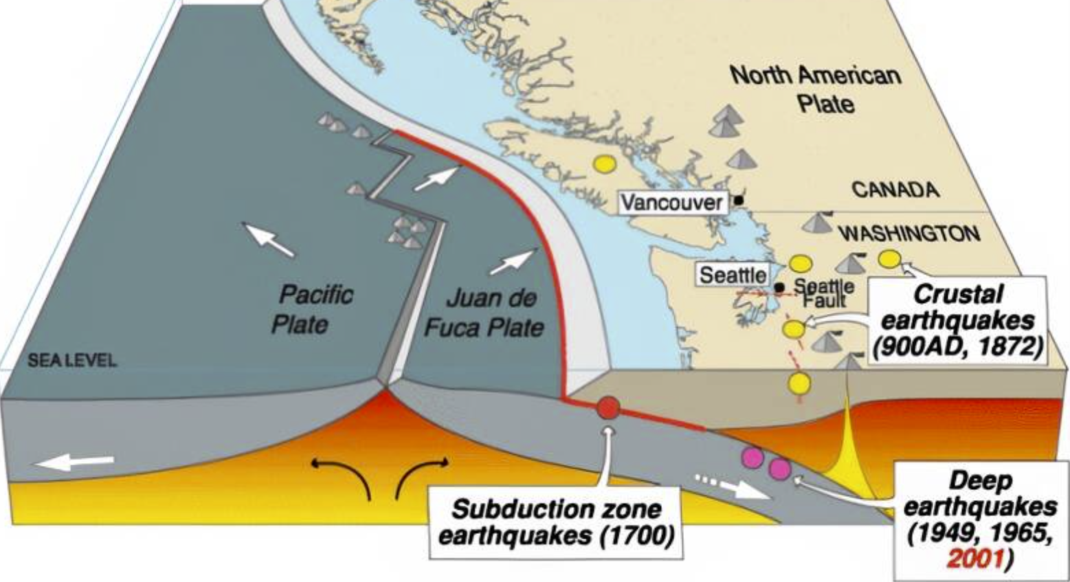 Infographic by USGS This is a geologist’s stylized cross-section view of the Cascadia Subduction Zone, with the undersea Juan de Fuca plate on the left (west) and the North American mainland plate on the right (east). The image shows how the Juan de Fuca plate is dipping beneath the mainland plate. It also shows some of the historic strong earthquakes in our active seismic region, including the quake in 1700.