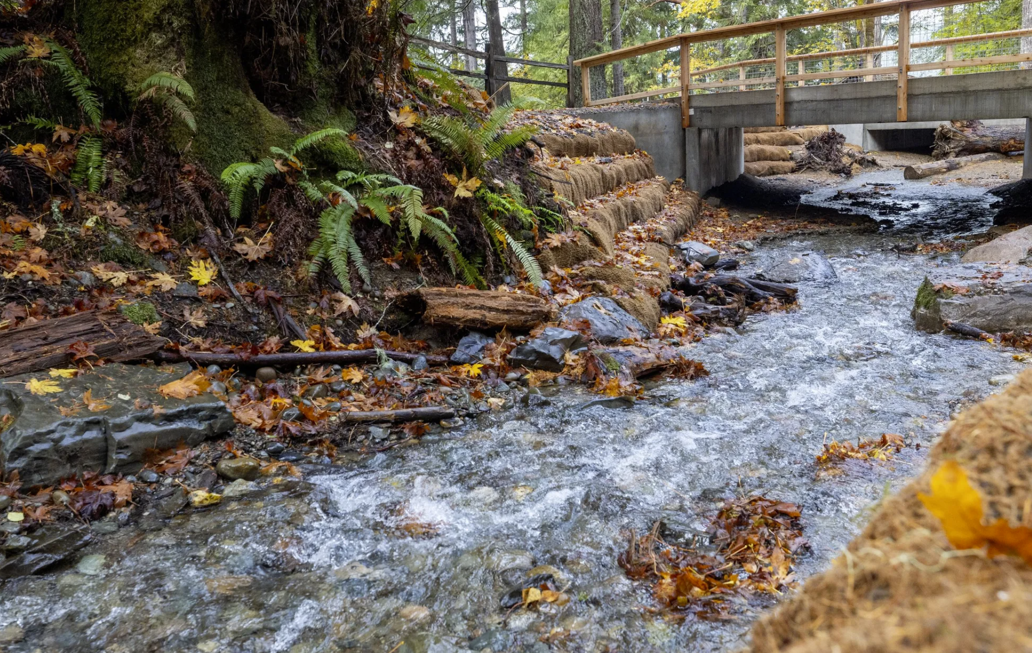 Restructured culverts and stream restoration on the Twanoh Creek in Skokomish. The Washington State Department of Transportation is under a federal court order to replace hundreds of fish-blocking culverts in Western Washington. (Kevin Clark / The Seattle Times, 2023)