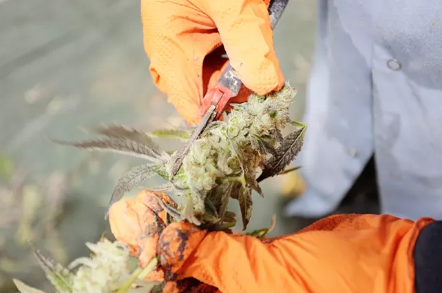 Agricultural cannabis workers will now see their collective bargaining and labor disputes handled by a state agency. |Young Kwak photo