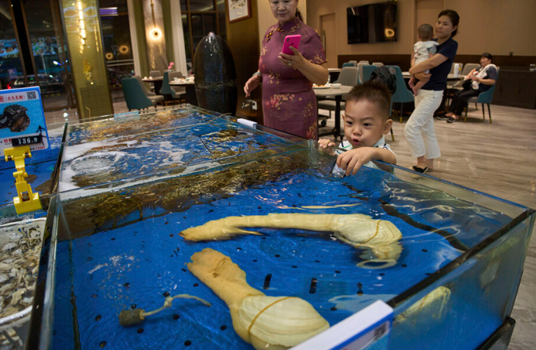 A child reacts to geoducks from Canada at a restaurant in Sanya in southern China’s Hainan province on Friday, April 25, 2025. (AP Photo/Ng Han Guan)