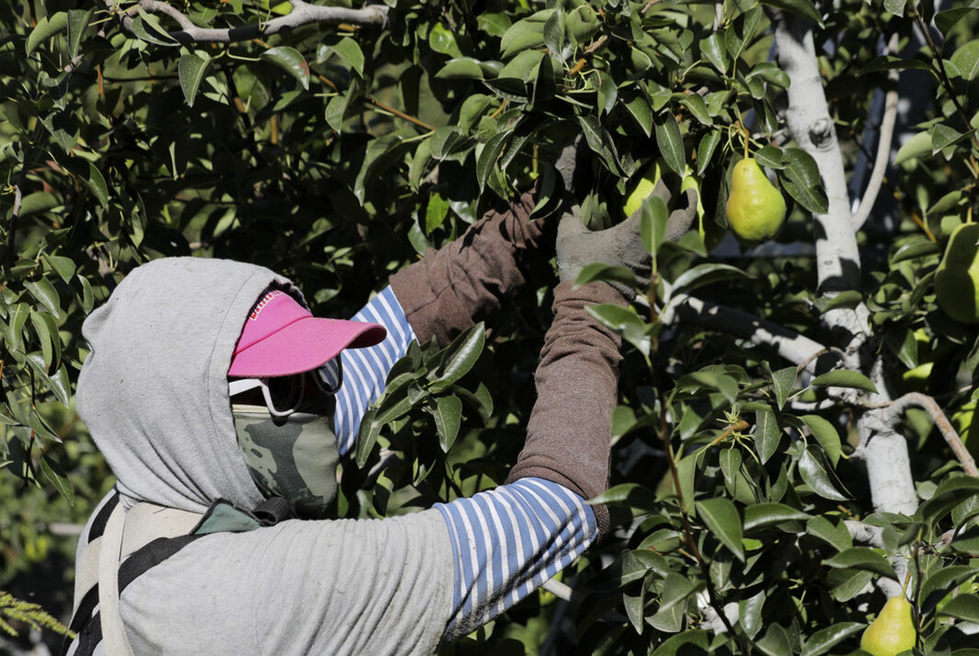 A farmworker picks pears at Rowe Farms outside of Yakima, Aug. 16, 2023. As many undocumented workers are deported, the availability of labor could become a bigger issue for the U.S. agricultural industry. (Genna Martin/Cascade PBS)