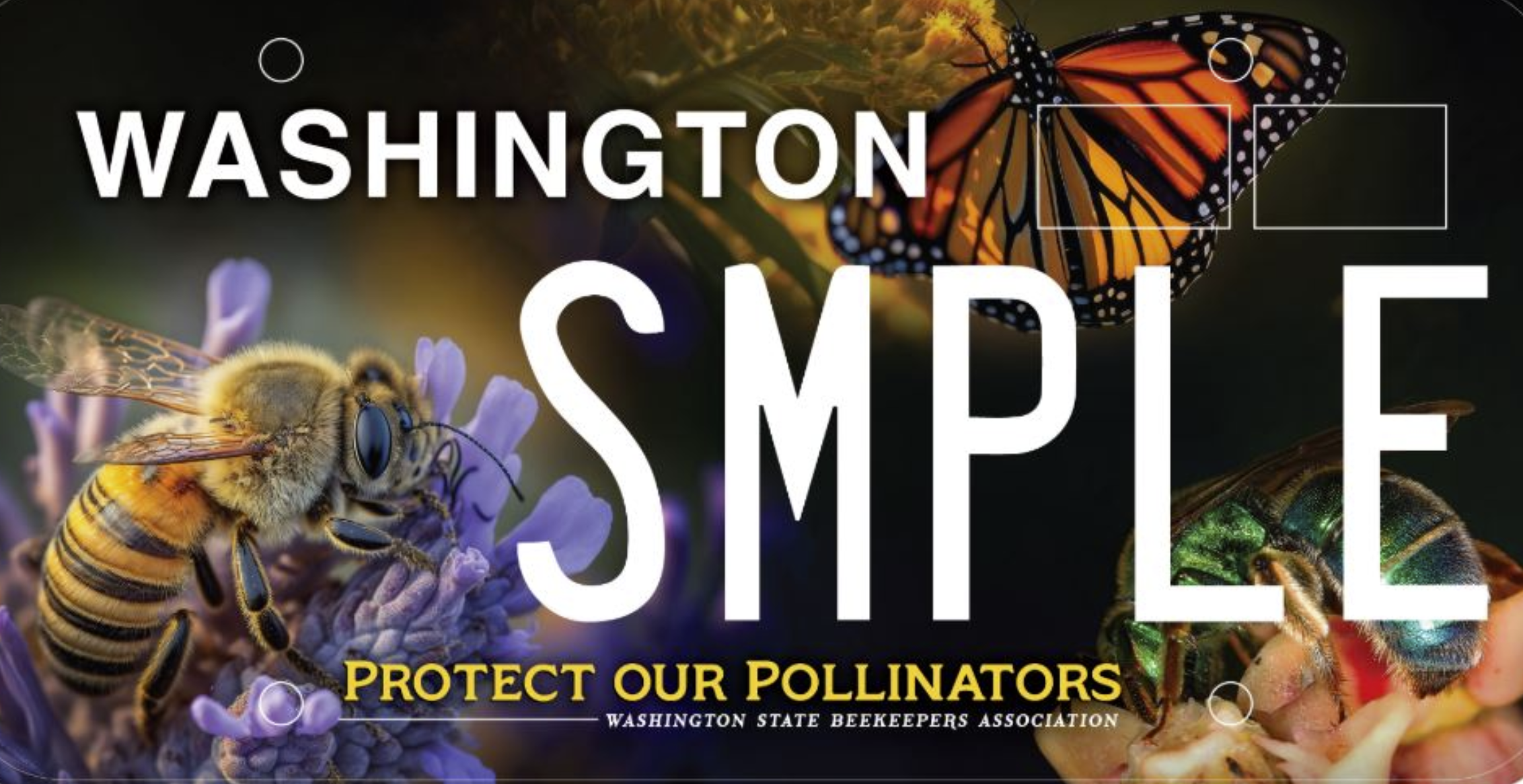 This is a sample of the special license plate to become available in Washington state starting in late 2025. The Washington State Beekeepers Association will use proceeds to support research and public education on pollinators. (Image courtesy of Washington State Beekeepers Association)