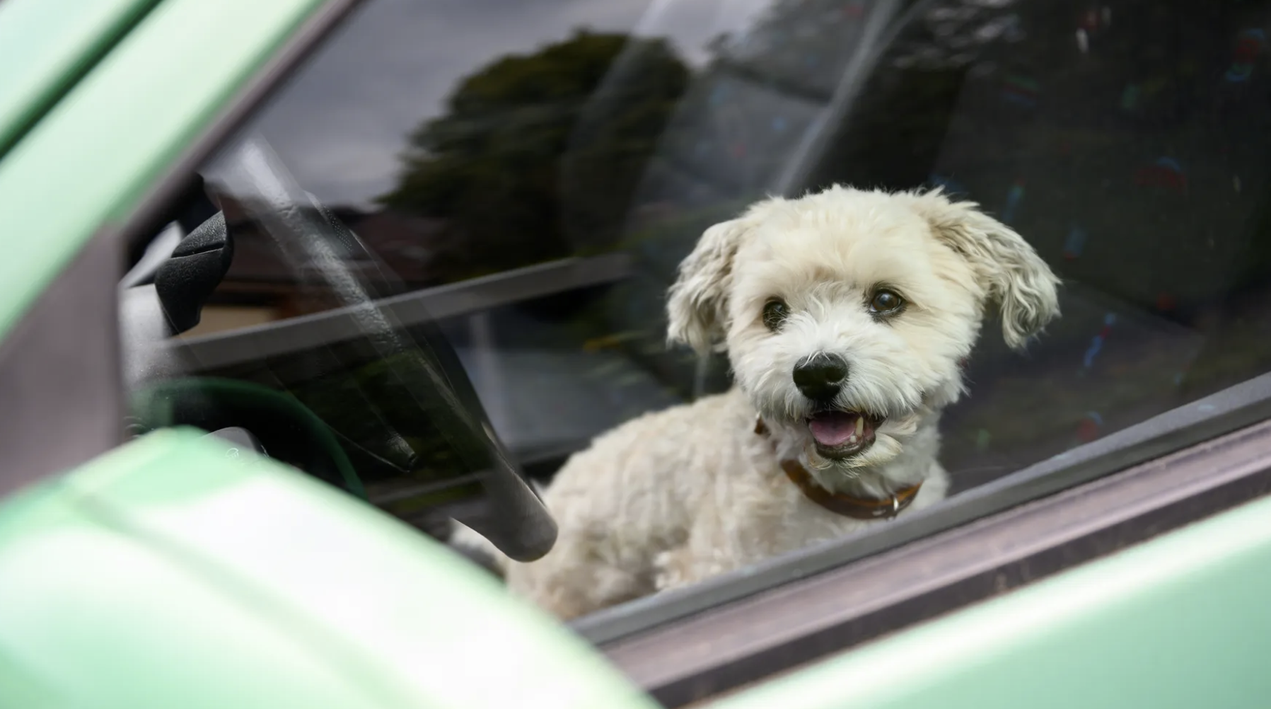 Locked cars can reach unsafe temperatures for dogs and kids in minutes. Photo: Jonas Walzberg/picture alliance via Getty Images