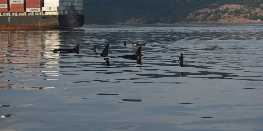Endangered orcas surface near a container ship in September 2017. Courtesy John Durban