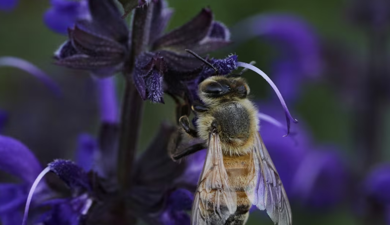 Bees