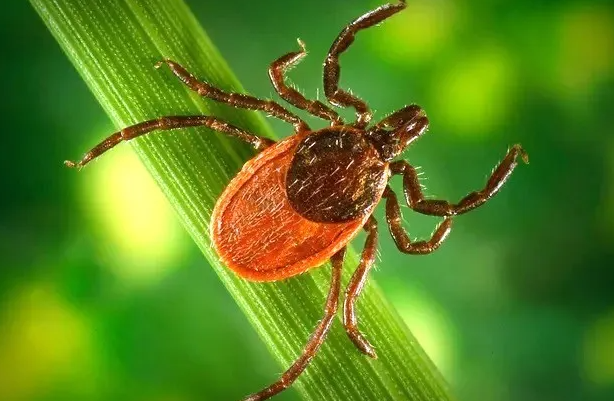 Tick