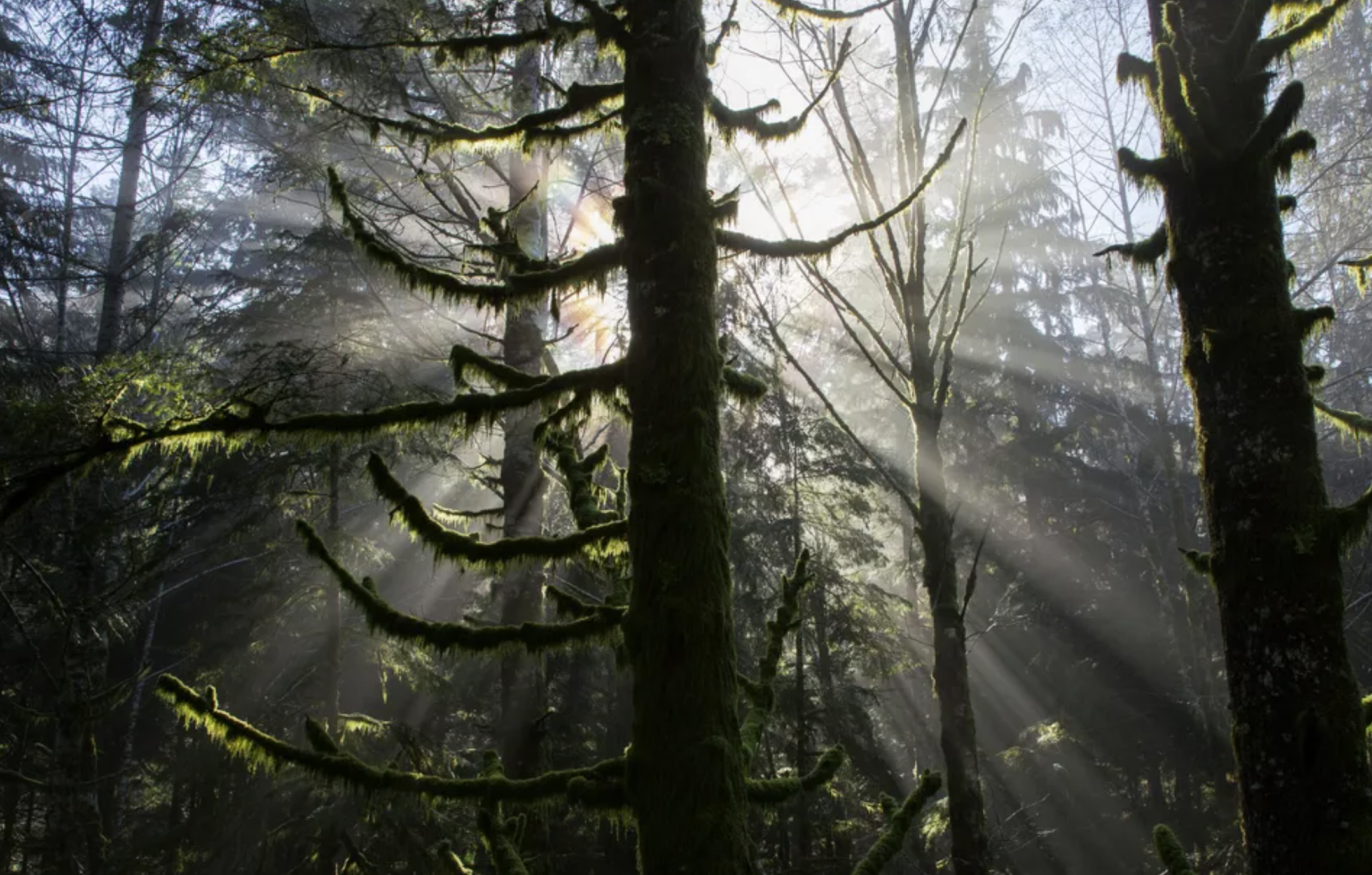 Moss-covered trees in Olympic National Park in Washington, Nov. 3, 2016. The famously rainy state is facing longer, hotter and drier fire seasons, raising the risk of a mammoth fire that will be nearly impossible to fight. All the state can do is prepare. (Ruth Fremson/The New York Times)