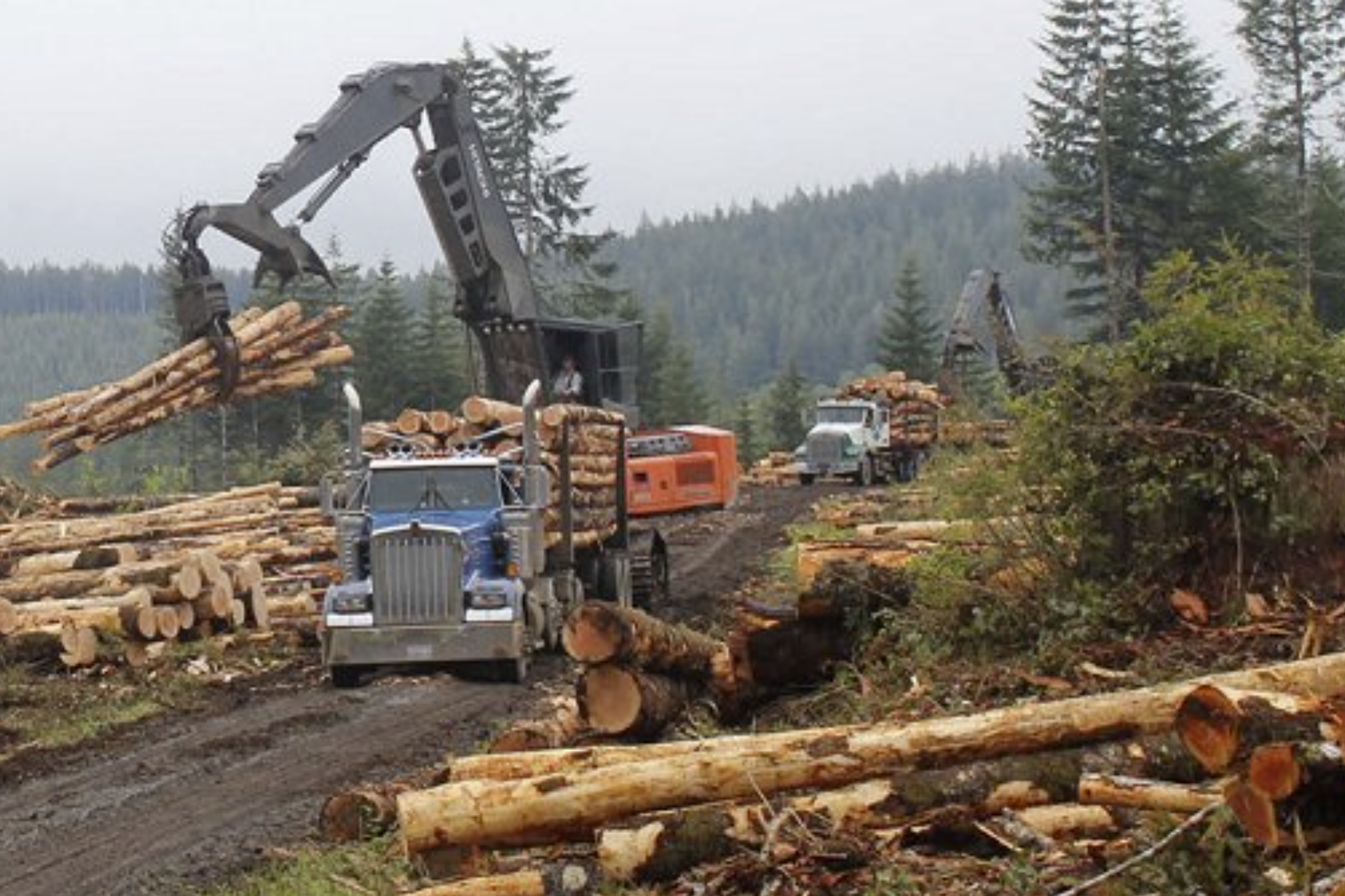 Logging operations on public land in Washington state. (Photo courtesy of Washington State Department of Natural Resources)