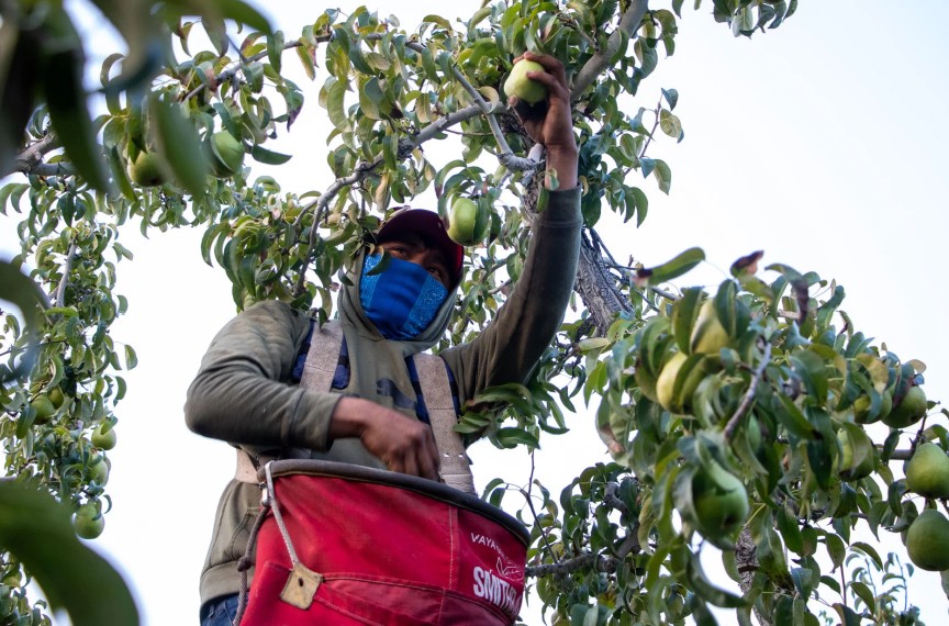 Rows of pear trees are picked by migrant workers during Wenatchee’s harvest Sept. 12, 2025.