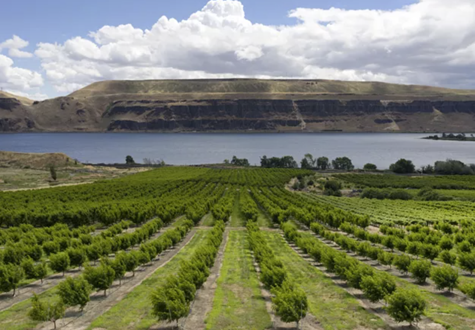 Fruit trees on the Washington side of the Columbia River Gorge; this year's cherry harvest was slowed by fear of ICE raids in the orchards.