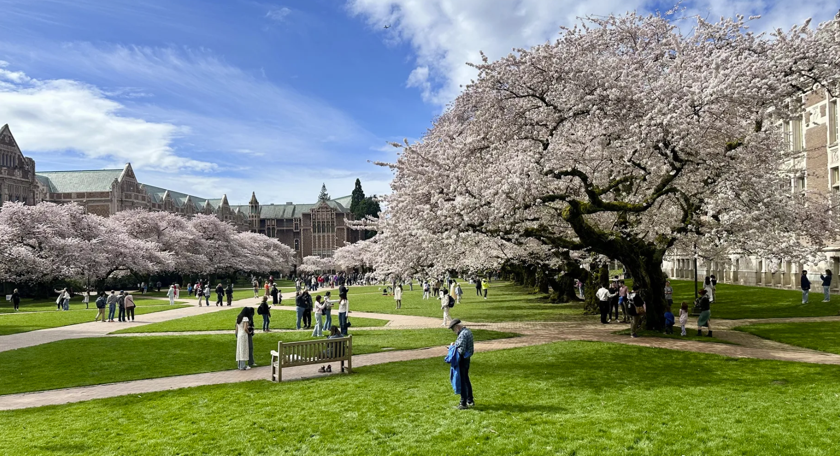 Cherry blossoms bloom in the Quad earlier this year at the University of Washington. Photo: Melissa Santos/Axios