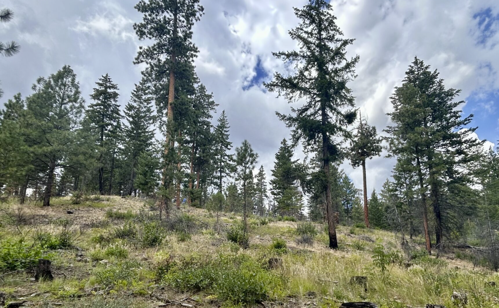 The Rimrock Retreat Fire burned through the Oak Creek drainage in Yakima County in 2024, but the damage was minimal due to tree thinning and prescribed burns the Department of Natural Resources completed in the area with House Bill 1168 funding before the fire. (Photo by Emily Fitzgerald/Washington State Standard)