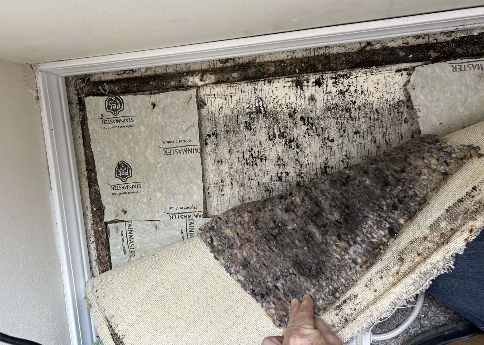 Jonathan Wisner peels back a carpet to reveal mold underneath. His wife, Amanda Wisner, who works for mold removal company Seattle Mold Solutions says it’s important to quickly address mold before it grows or causes health issues. (Amanda Wisner)