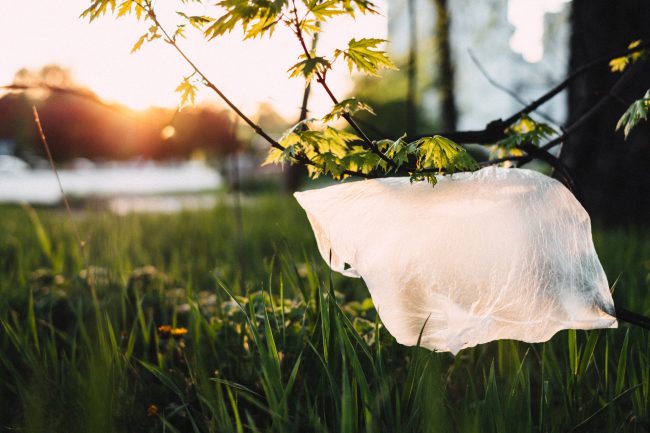 plastic bag hanging on tree branch