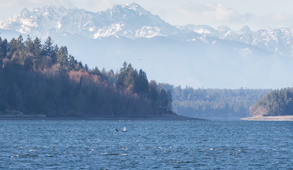 Orca and mountains