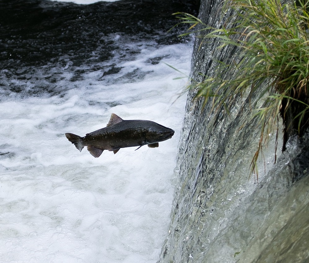 salmon jumping