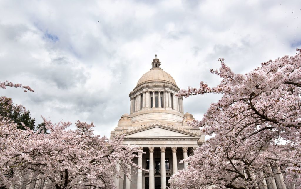 cherry blossoms on capitol campus